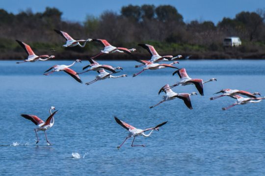 flamingos